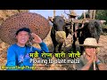 Plowing To Plant Maize In Nepali Villages / मकै रोप्ने बारी जोत्दै किसानी / Bhuwan Singh Thapa