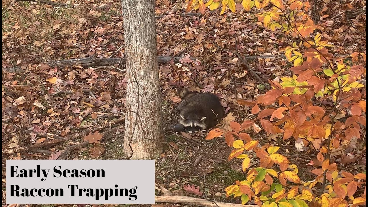 Catching Raccoons with Dog Proof Traps - YouTube