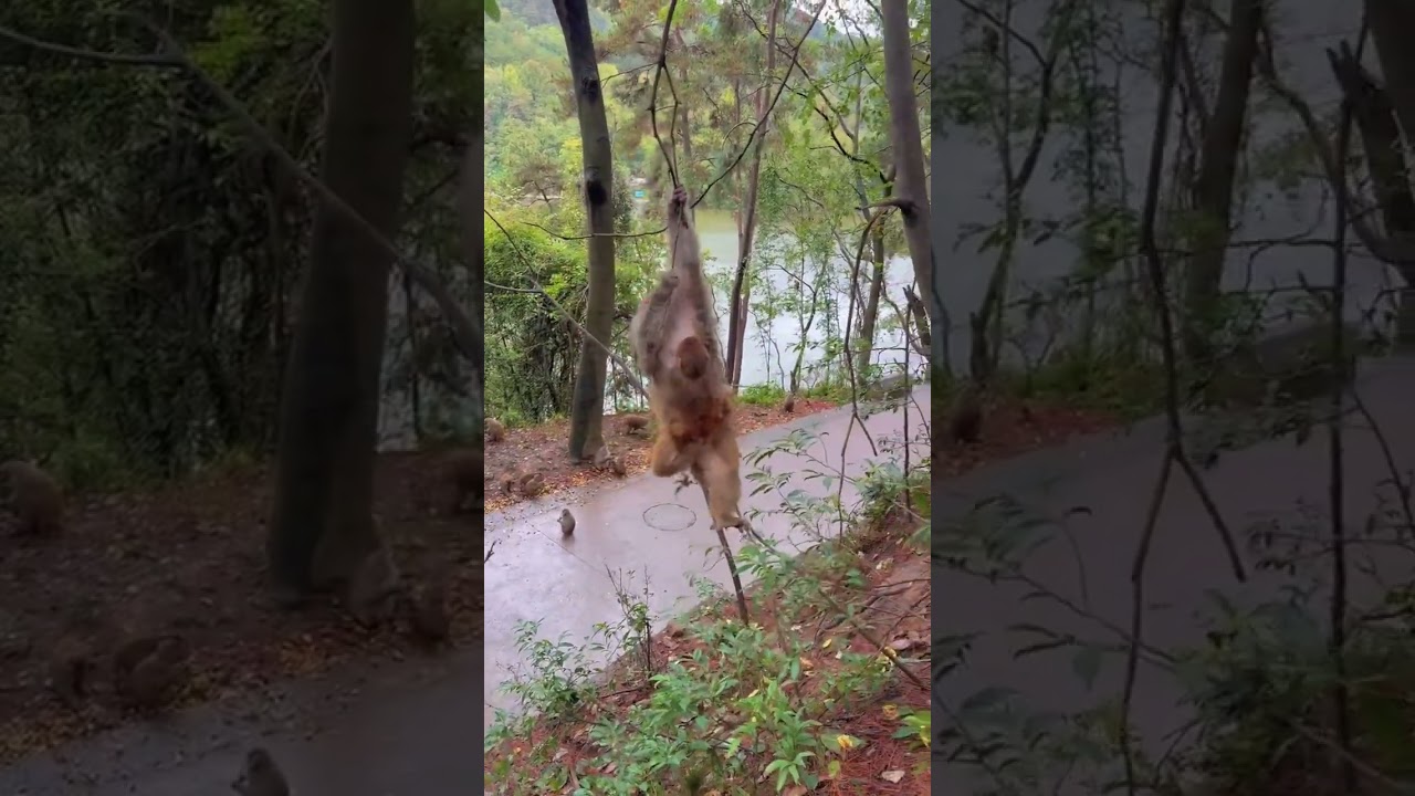 Умная обезьяна-воровка