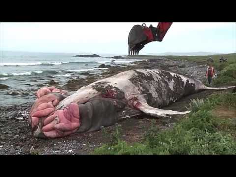 Vídeo: Cidade Canadense Tenta Vender Carcaça De Baleia No EBay Antes Que Ela Exploda