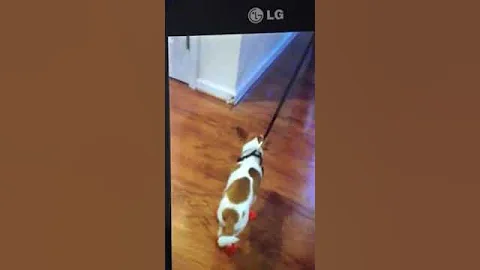 My puppy Vino trying to walk in his boots.