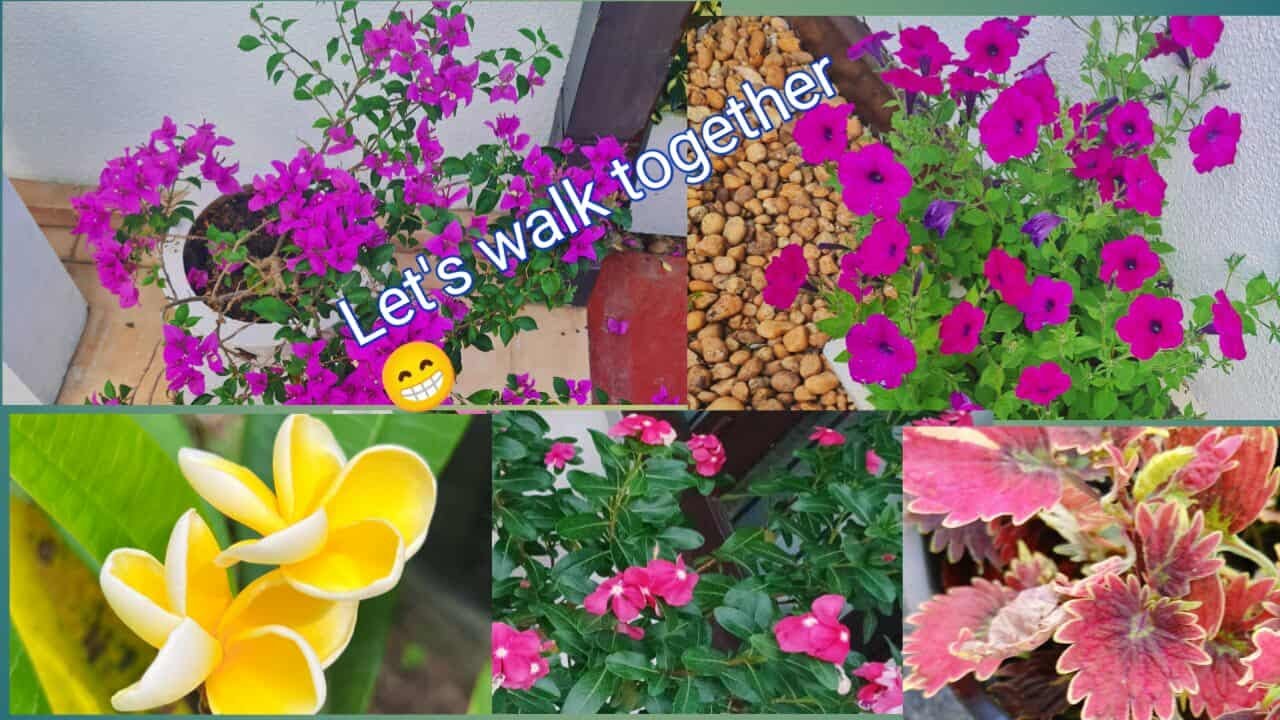 Let's walk through this flower 🌹🌻🌹🌻 garden today and enjoy it 🌄😁##relaxing {අදත් ඈවිද යමු }