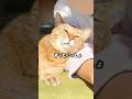 どうしてもママの側にいたい元野良猫の行動がかわいい♡ #元野良猫 #甘えん坊 #猫のいる暮らし