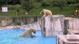 タイヤに夢中のアイラにダイブ！~Polar Bear which dived aiming at cub
