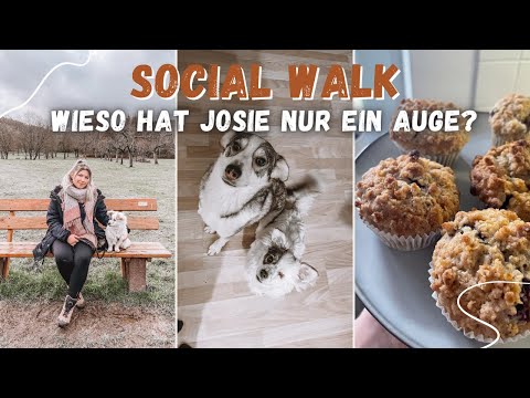 Was ist mit Josie´s Auge?! SOCIAL WALK in der Innenstadt 🐶🐾