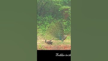 Peacock Peacock 3 | Delhi India