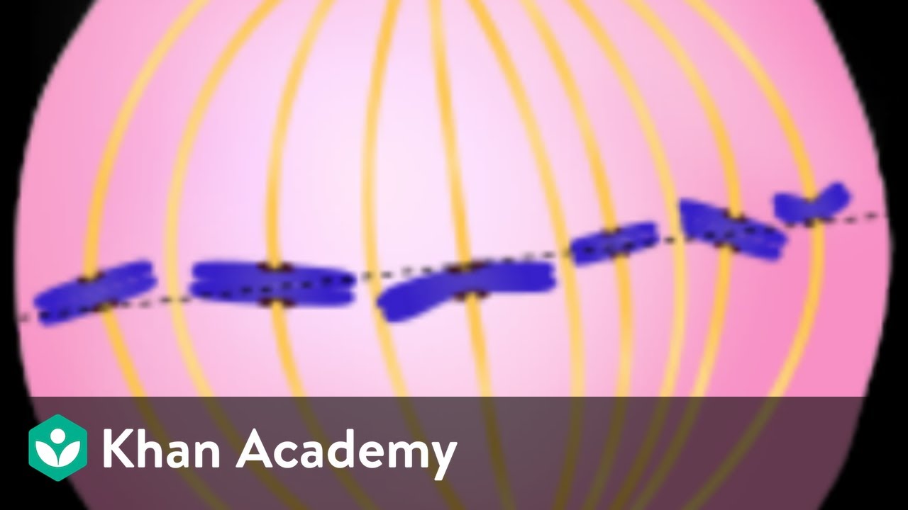 ⁣Mitosis | Cell Cycle and Cell Division | Biology | Khan Academy