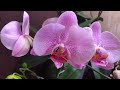 Орхидеи по названию и цветению,новые распускающиеся орхидеи моей коллекции
