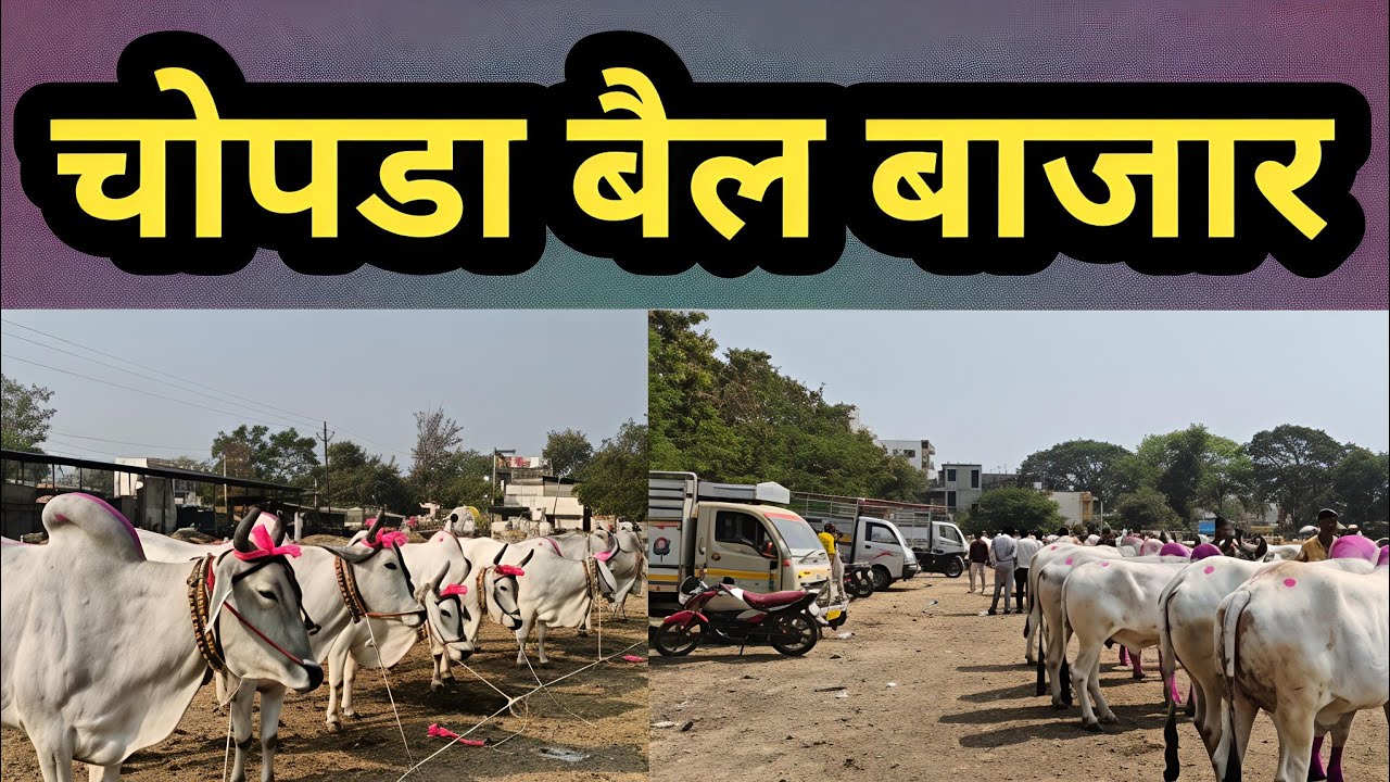  बैल बाजार सुपरहिट | चोपडा बापू शंकर पारधी | भुरा शंकर पारधी सुपरहिट सैदा बाजी