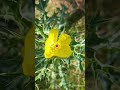 Flower #music #nature #natural #naturelover #phuldiha #flower #phuldihagarh #phul #ful #pushp