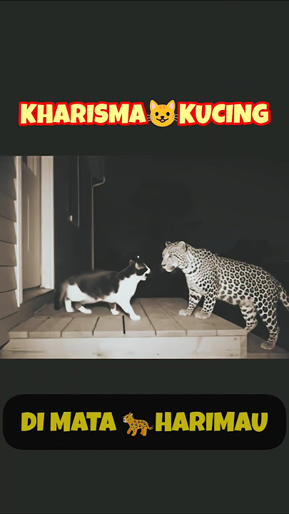 FAKTA UNIK ‼️ #kucing VS #harimau