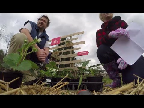 Video: Gnojilo za jagode - kako gnojiti rastline jagod