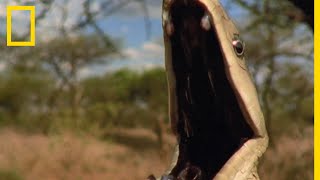 Une mangouste affronte l'un des serpents les plus dangereux au monde