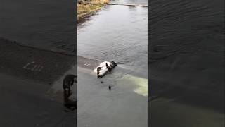 A group of otters is called a romp #otter #wallawalla #millcreek #wildlife
