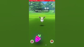 Pokémon go ✨ eevee community day ✨ catching shiny eevee first try
