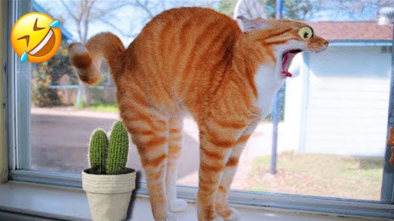 😹 Hilarious Cat Antics 2024 😂 | Best Funny Cats Compilation 🐱Funniest ...