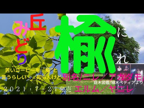 楡(にれ）  丘みどり　新たな丘みどりの誕生か　新曲"楡”厳しい高音と予想出来ない乱高下するメロディ！2021/7/21発売