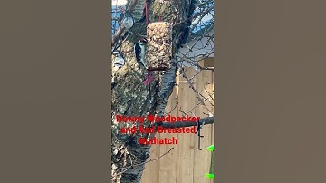 #downywoodpecker #woodpecker #nuthatch #birds #birdwatching #birdfeeder #nature