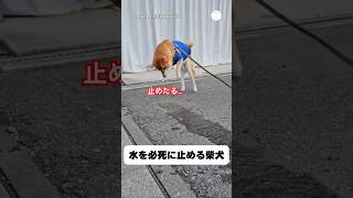 水の流れを止めたい柴犬　#柴犬　#犬　#かわいい犬 #犬のいる暮らし