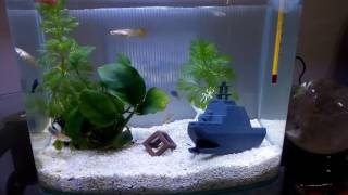 1051115蝦蝦加入小魚天地