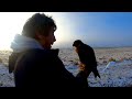 Jerfalcon - The Holy Grail of Falconry - Sage Grouse hunt 2021