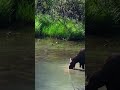 Majestic Moose in its Natural Habitat