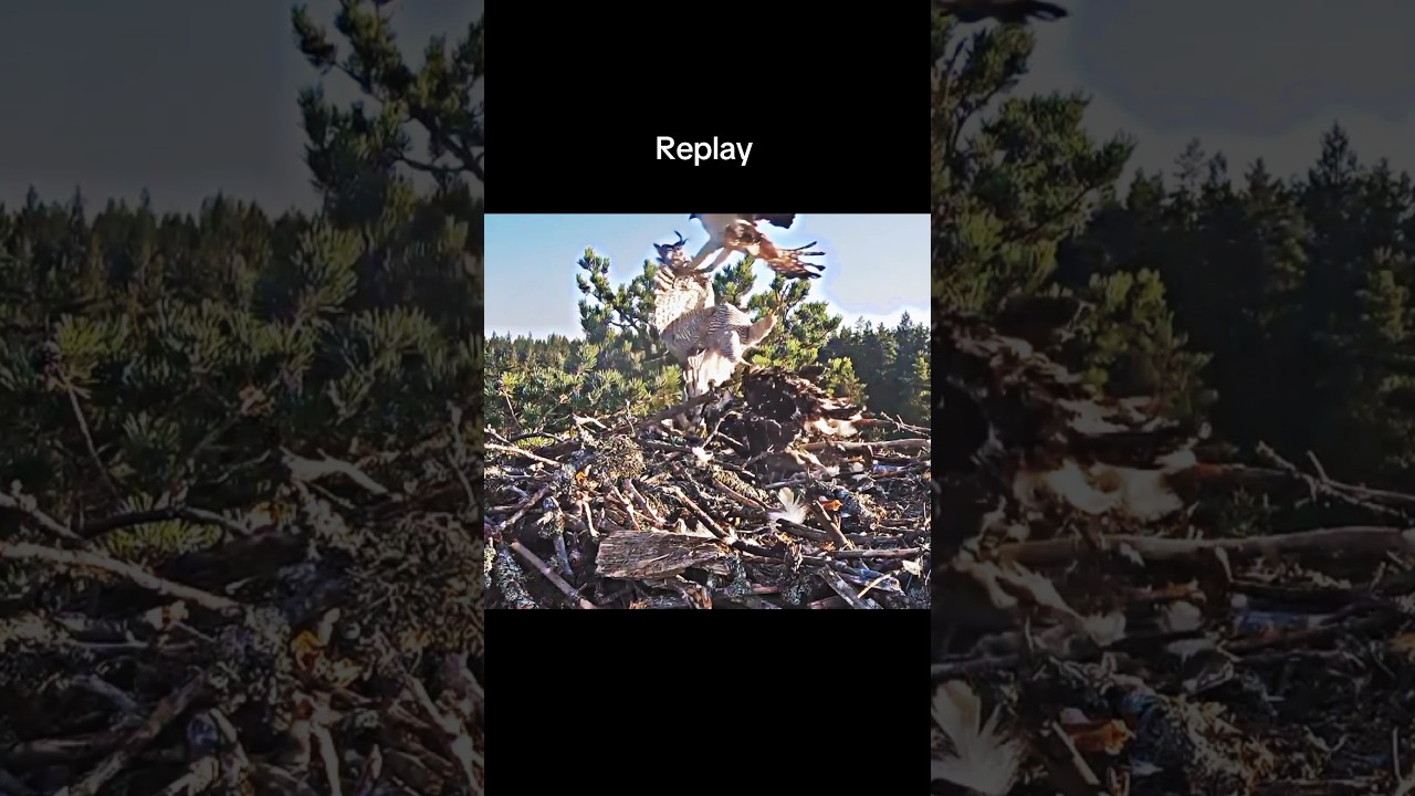 The eagle was very angry 