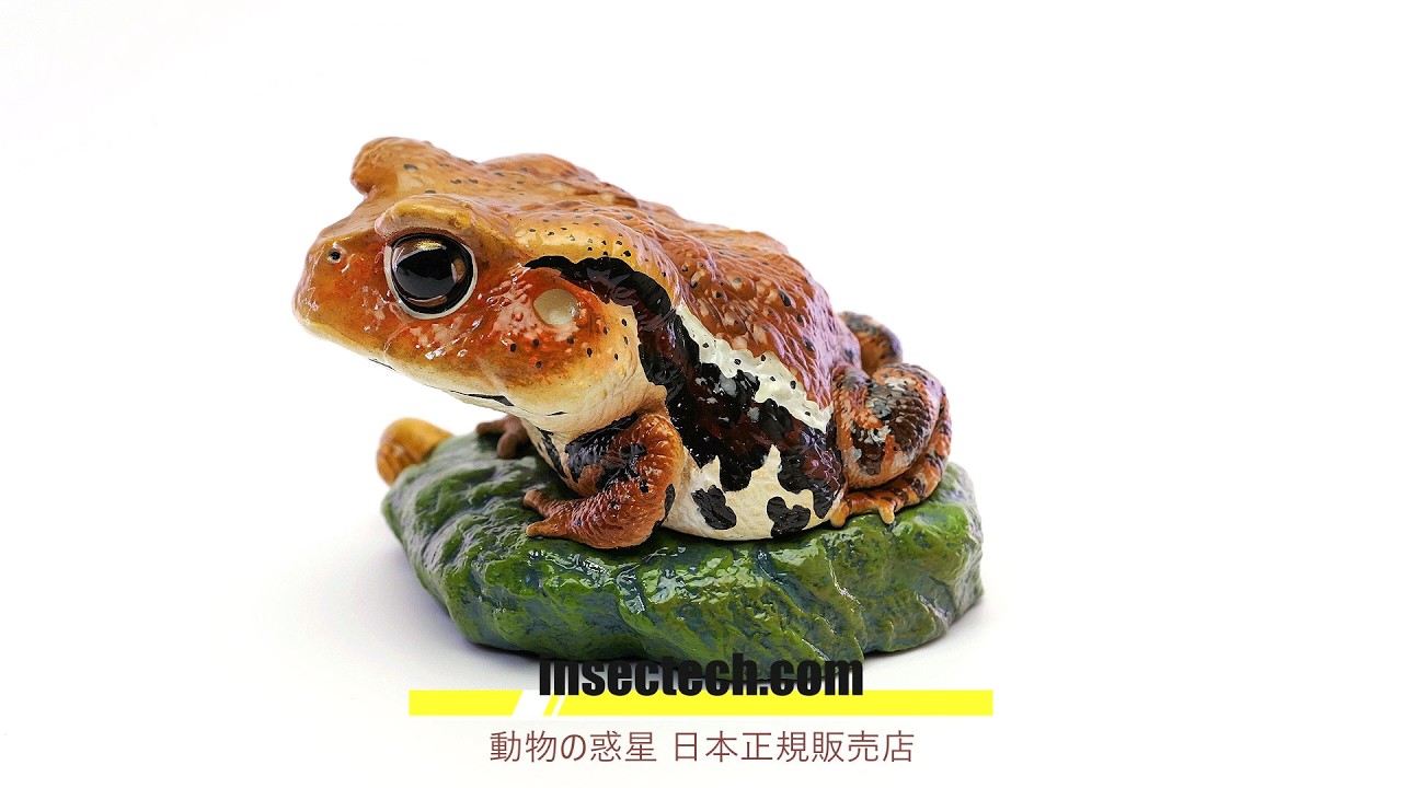 【動物の惑星】アズマヒキガエル 動物の惑星】「WF2026夏限定」アズマヒキガエル Bufo formosus