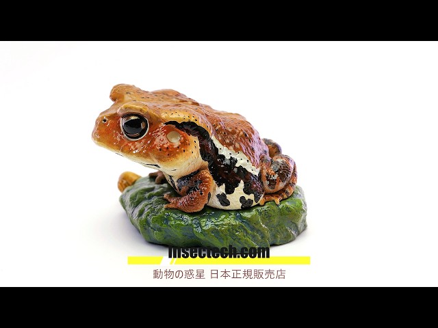 【動物の惑星】アズマヒキガエル 動物の惑星】「WF2026夏限定」アズマヒキガエル Bufo formosus