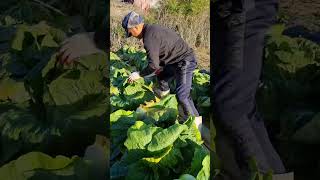 [ 농부_Vlog ] 텃밭 김장 배추 수확!!!