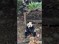 Who has lost his/her plush toy? Oh it’s me🤭#panda #healing #love #cute #funny #shorts #fun #animals