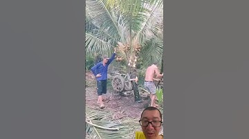 Cách bứng nguyên cây dừa chuyên nghiệp #gardening