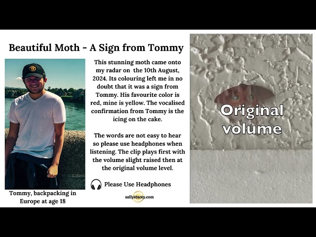 Beautiful Moth - A Sign from Tommy