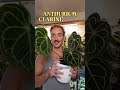 Let me introduce you to my favorite genus of houseplants: anthuriums!! These muisunderstood plants