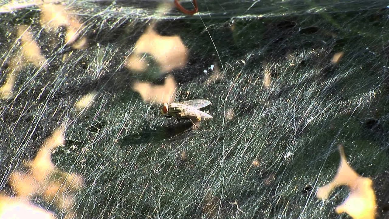 Sheet Spiders How do they Catch Prey? YouTube
