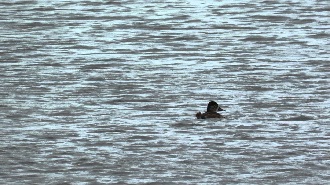 Ring Necked Duck, Billing GP's 7/3/15 
