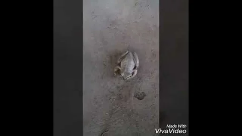 лягушка меняет цвет