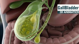 Anatomy And Function Of Gallbladder 3D Animation