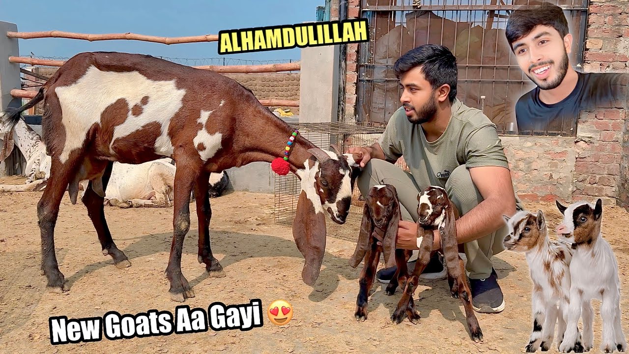 New Goats Aa Gayi 😍 Goats Farming 🐐