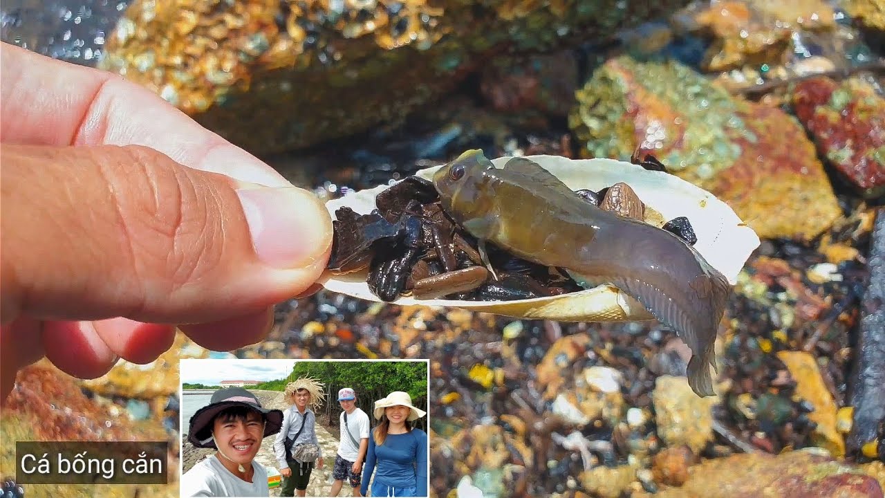 Khám phá sinh vật biển dưới những tảng đá, gặp cá bống cắn, cúm núm ...