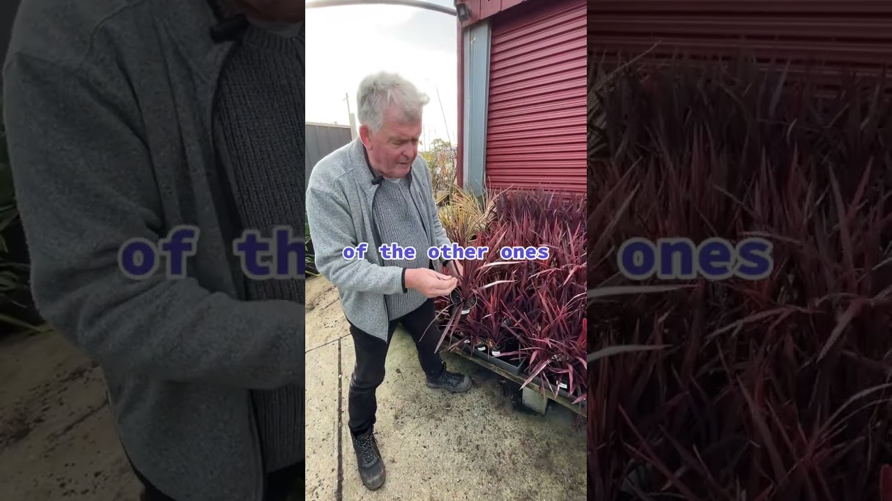 Cordyline Pocahontas Will Fill Your Garden With Colour ALL YEAR