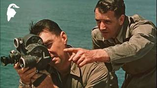 Australian Colour Diary Nature Study Of Seals At Phillip Island 4K