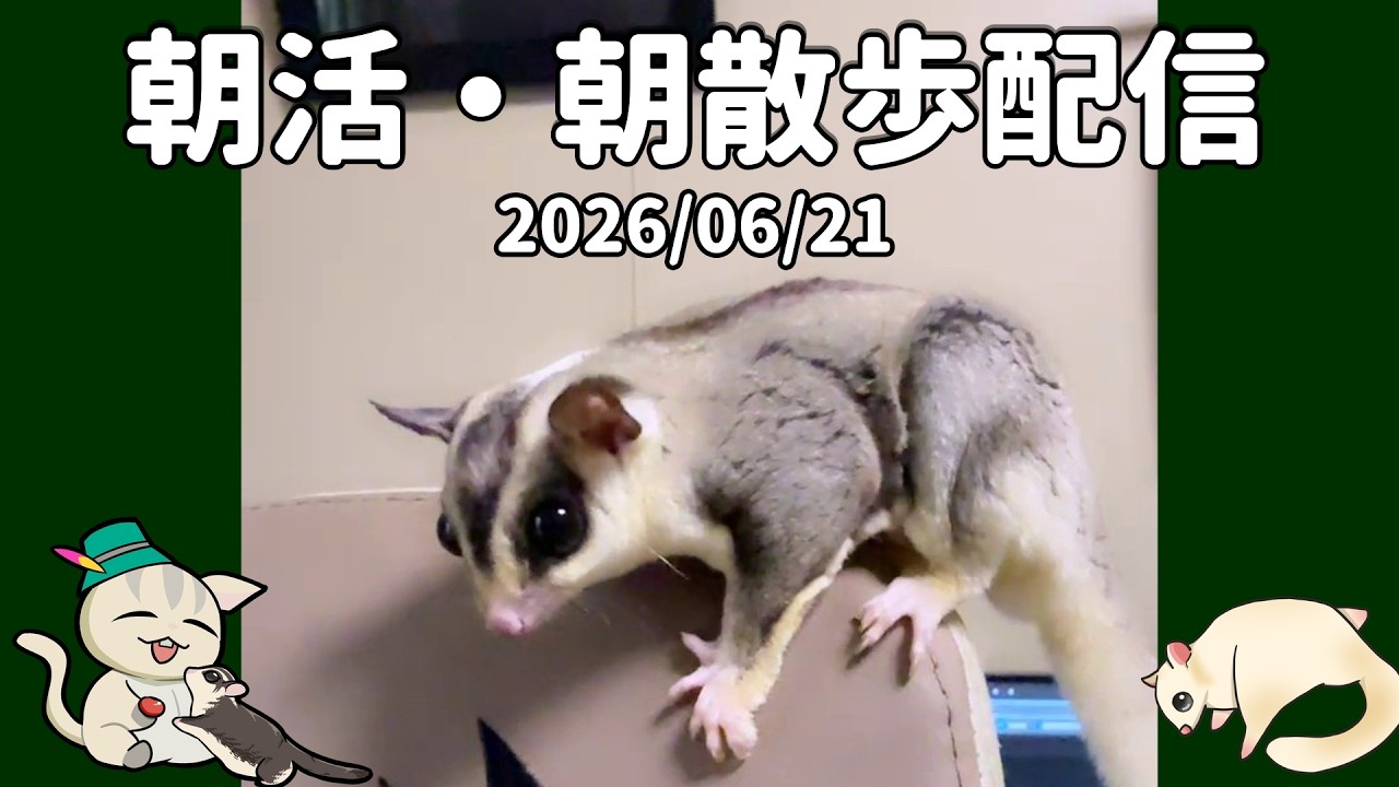 フクロモモンガ】【朝活】 2026/06/21 7時のフクモモ部屋んぽ&お世話