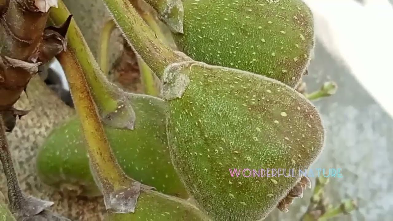Ficus auriculata/Broad-leaf Fig, Roxburgh Fig/Giant Indian Fig/Elephant Ear Fig Tree/അത്തി