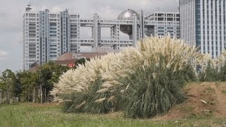 ススキの森　パンパスグラスが見頃を迎える