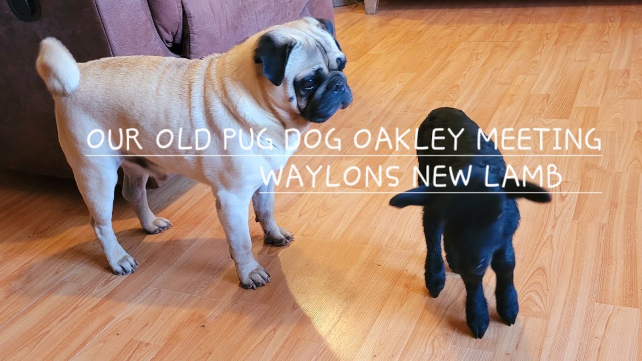 recentlyuploaded-subscribe-our-12-year-old-pug-oakley-with-lamb-goat