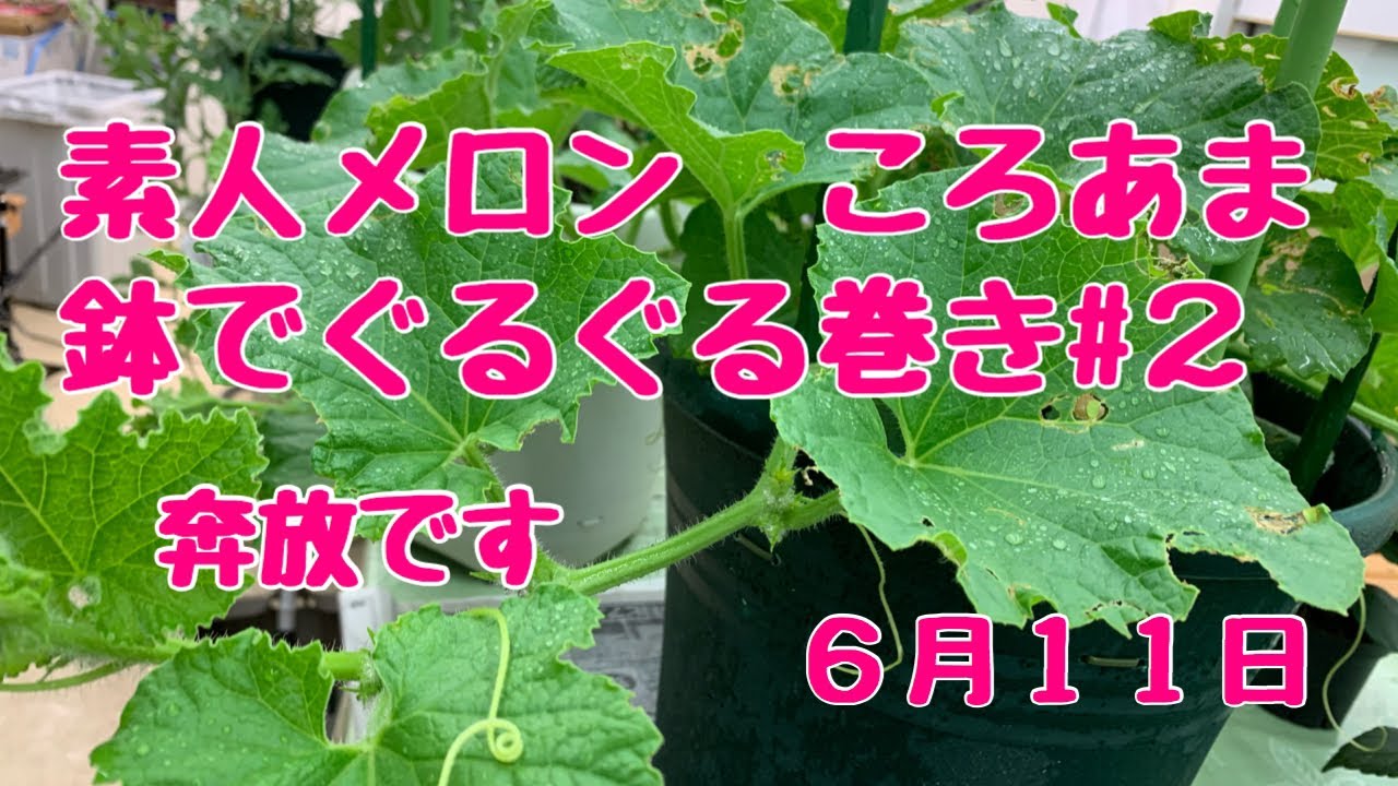 素人メロン ころあま No 2ベランダでも簡単 鉢でぐるぐる仕立て Youtube