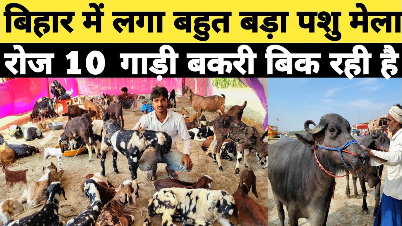 बिहार लगा सोनपुर के टक्कर का पशु मेला | बकरी खरीदने के लिए मारा मारी | bakra mandi | arjun babu mela