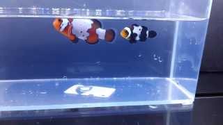 Orange Black Snowflake Clownfish Pair