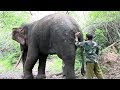 Giving treatments to an injured massive tusker ( Part 3 )